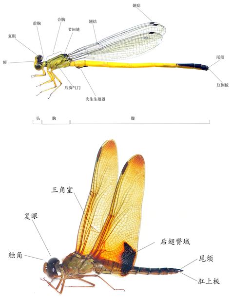 蜻蜓怪|分类:类虫生物